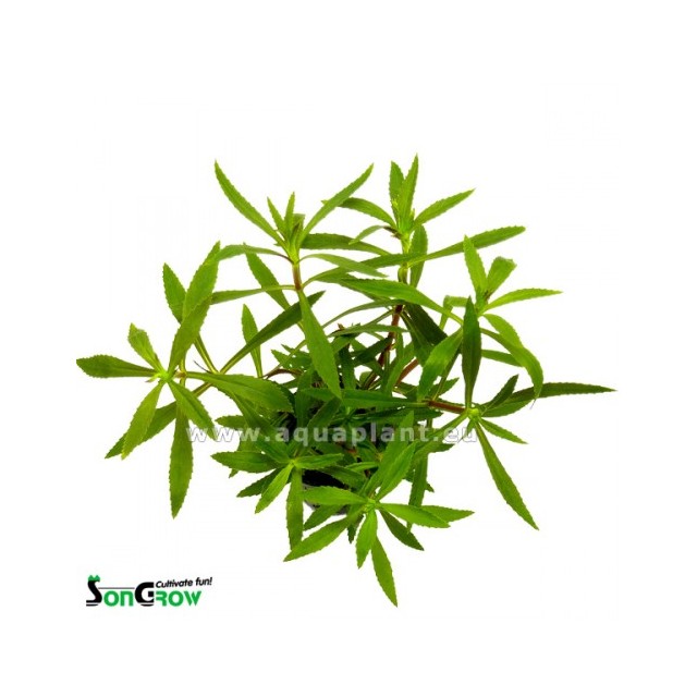 Limnophila hippuridoides/aromatica