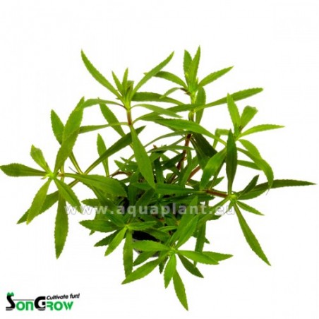 Limnophila hippuridoides/aromatica