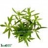 Limnophila hippuridoides/aromatica