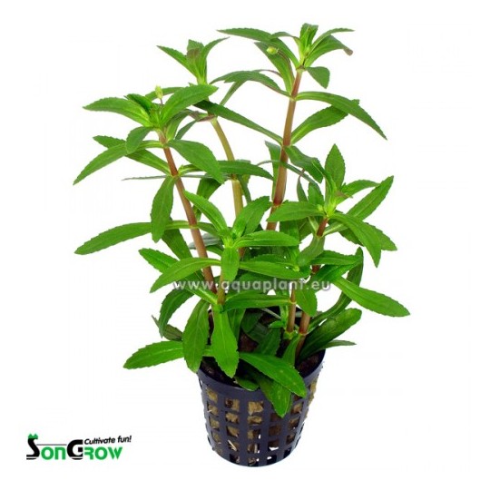 Limnophila hippuridoides/aromatica