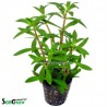 Limnophila hippuridoides/aromatica