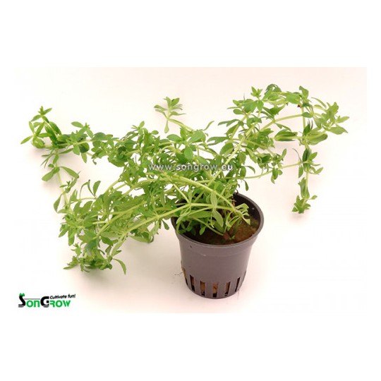 Limnophila sp. Vietnam mini