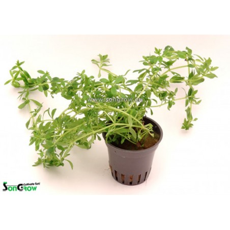 Limnophila sp. Vietnam mini