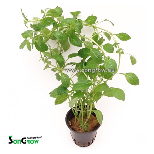 Ludwigia palustris green