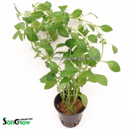 Ludwigia palustris green