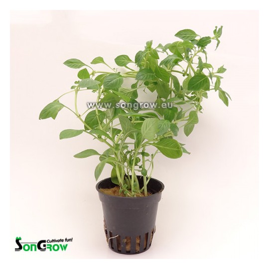 Ludwigia palustris green