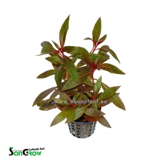 Ludwigia perennis