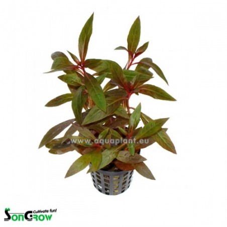Ludwigia perennis