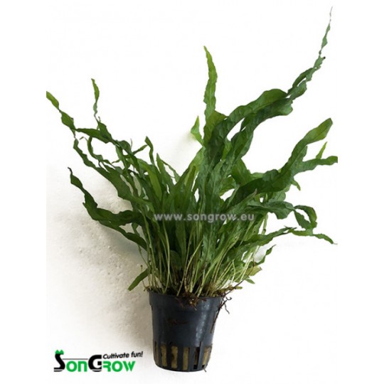 Microsorum pteropus petite/mini - Petit Java fern