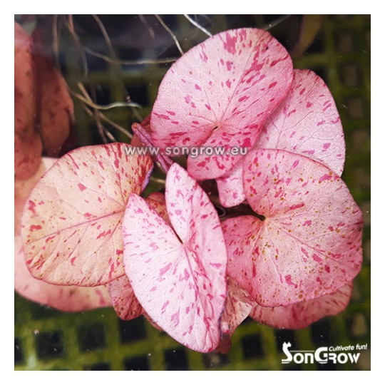 Nymphea tigerlotus Red bulb with leaves