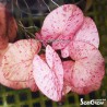 Nymphea tigerlotus Red bulb with leaves