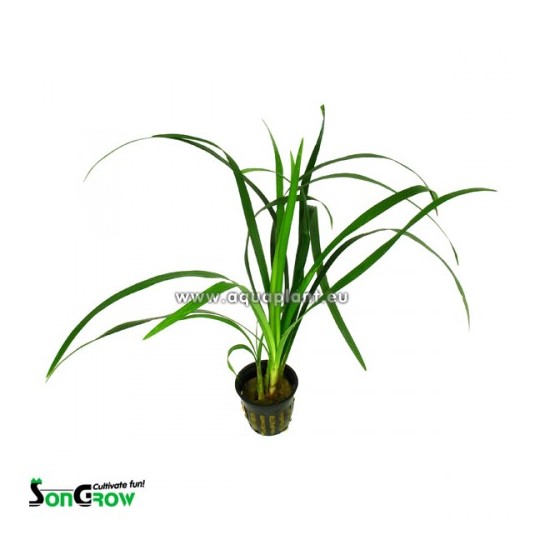 Ophiopogon gigantea
