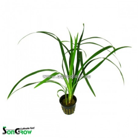 Ophiopogon gigantea