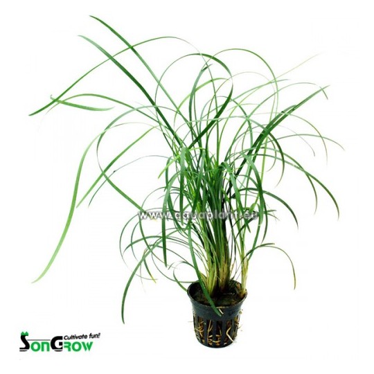 Ophiopogon japonica