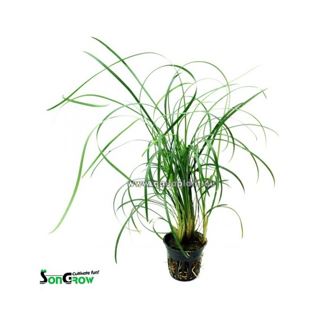 Ophiopogon japonica
