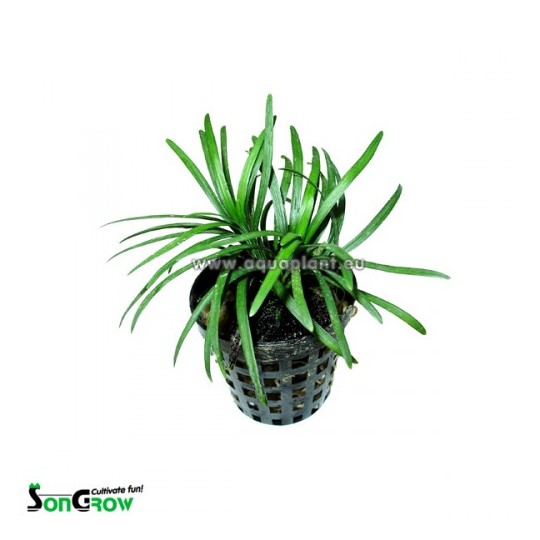 Ophiopogon kyoto