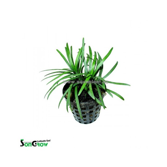 Ophiopogon kyoto