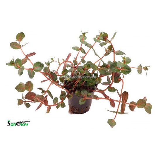 Rotala macranda