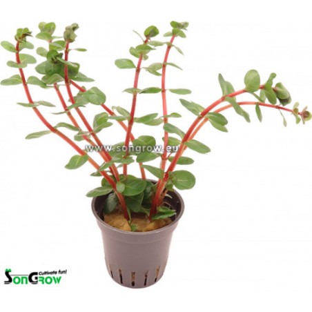 Rotala rotundifolia Orange Juice