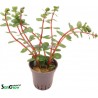 Rotala rotundifolia Orange Juice
