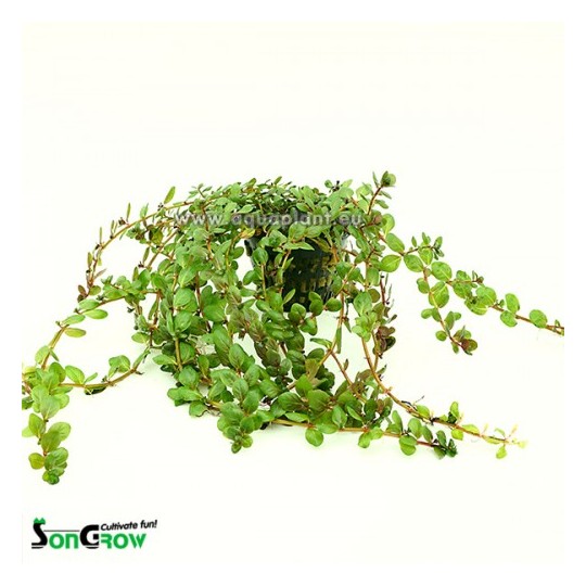 Rotala yao-yai