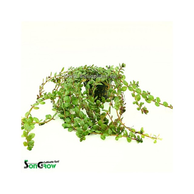Rotala yao-yai