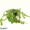 Rotala yao-yai