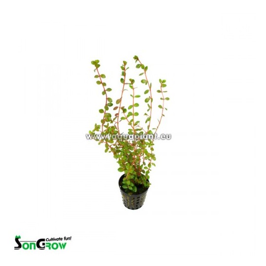 Rotala yao-yai