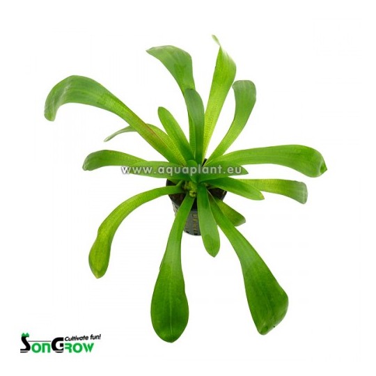 Sagittaria platyphylla