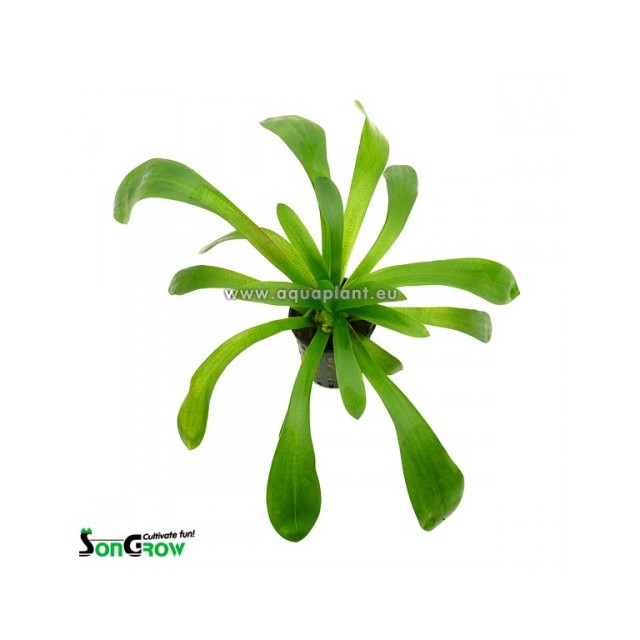 Sagittaria platyphylla