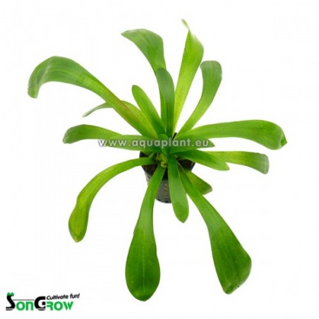 Sagittaria platyphylla