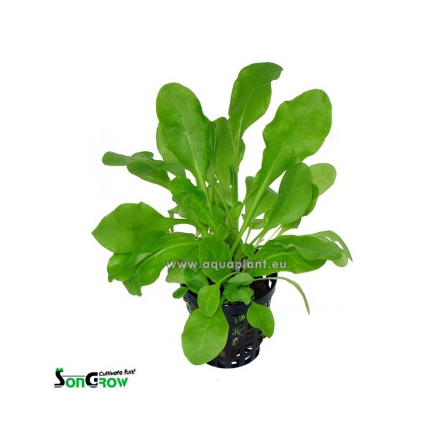 Samolus valerendi (salad)