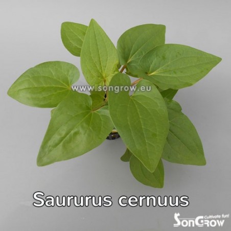 Saururus cernuus L