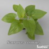 Saururus cernuus L