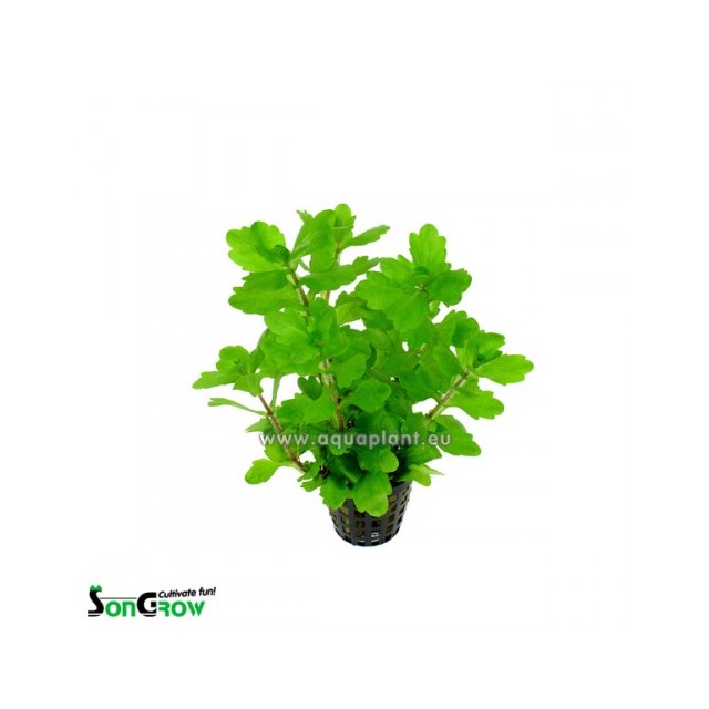 Shinnersia green