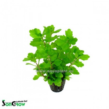 Shinnersia green