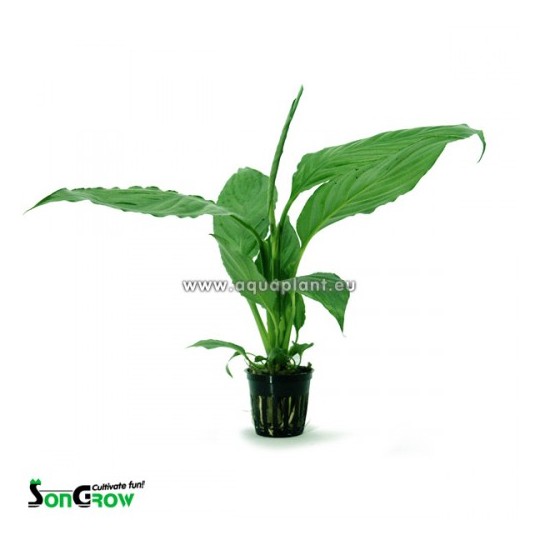 Spathiphyllum green