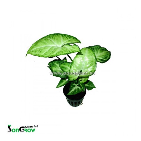 Syngonium white/green