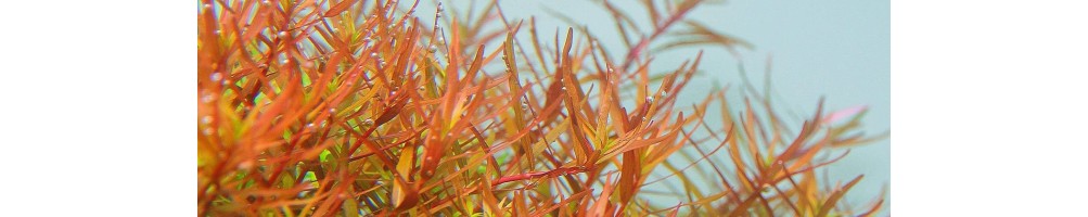Plantas de acuario